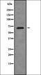 Putative Wiskott-Aldrich syndrome protein family member 4 antibody, orb378446, Biorbyt, Western Blot image 