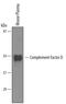 Complement Factor D antibody, PA5-48079, Invitrogen Antibodies, Western Blot image 