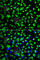Heat Shock Protein Family A (Hsp70) Member 9 antibody, A0558, ABclonal Technology, Immunofluorescence image 