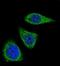 IL-12 antibody, orb248606, Biorbyt, Immunofluorescence image 