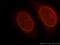 Recombination Activating 2 antibody, 11825-1-AP, Proteintech Group, Immunofluorescence image 