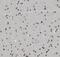 COP9 Signalosome Subunit 8 antibody, FNab01874, FineTest, Immunohistochemistry frozen image 
