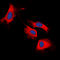 Ret Proto-Oncogene antibody, LS-C358277, Lifespan Biosciences, Immunofluorescence image 