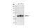Protein Kinase AMP-Activated Catalytic Subunit Alpha 1 antibody, 2795S, Cell Signaling Technology, Western Blot image 
