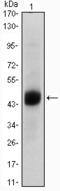 Hnf3b antibody, M01032-1, Boster Biological Technology, Western Blot image 
