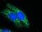ZFP36 Ring Finger Protein Like 1 antibody, 12306-1-AP, Proteintech Group, Immunofluorescence image 