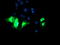 Kga antibody, TA504197, Origene, Immunofluorescence image 