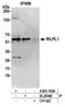 Rab Interacting Lysosomal Protein Like 1 antibody, A305-192A, Bethyl Labs, Immunoprecipitation image 