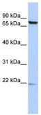 Family With Sequence Similarity 200 Member A antibody, TA329761, Origene, Western Blot image 