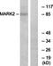 NADP-dependent malic enzyme, mitochondrial antibody, orb319022, Biorbyt, Western Blot image 
