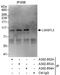 L3MBTL Histone Methyl-Lysine Binding Protein 3 antibody, A302-853A, Bethyl Labs, Immunoprecipitation image 