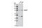 hSMURF2 antibody, 12024S, Cell Signaling Technology, Western Blot image 