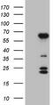 BTB/POZ domain-containing protein 10 antibody, M12153, Boster Biological Technology, Western Blot image 