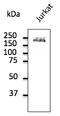 Lca antibody, AB0100-200, Origene, Western Blot image 