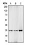 Complement C1r subcomponent antibody, orb393035, Biorbyt, Western Blot image 
