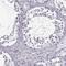 Ring Finger Protein 32 antibody, NBP2-57968, Novus Biologicals, Immunohistochemistry paraffin image 