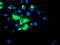 Tripartite Motif Containing 9 antibody, TA800073, Origene, Immunofluorescence image 