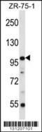 Zinc Finger Protein 845 antibody, 56-371, ProSci, Western Blot image 