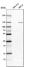 Integrin Subunit Alpha 3 antibody, HPA008572, Atlas Antibodies, Western Blot image 