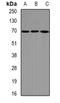 Cytochrome C, Somatic antibody, orb388561, Biorbyt, Western Blot image 
