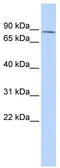 Zinc finger protein 667 antibody, TA339541, Origene, Western Blot image 