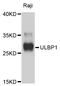 UL16 Binding Protein 1 antibody, abx126761, Abbexa, Western Blot image 