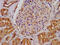 Aldehyde Dehydrogenase 7 Family Member A1 antibody, CSB-PA001579LA01HU, Cusabio, Immunohistochemistry frozen image 