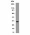 BCL2 Like 1 antibody, orb385712, Biorbyt, Western Blot image 