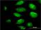 Plasminogen Like B2 antibody, H00005342-M04, Novus Biologicals, Immunofluorescence image 