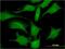 Lactate Dehydrogenase C antibody, H00003948-M01, Novus Biologicals, Immunofluorescence image 