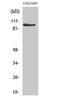 MLLT10 Histone Lysine Methyltransferase DOT1L Cofactor antibody, PA5-50907, Invitrogen Antibodies, Western Blot image 