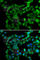 Protein Kinase AMP-Activated Non-Catalytic Subunit Beta 2 antibody, A6952, ABclonal Technology, Immunofluorescence image 