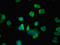 Actin Related Protein 2/3 Complex Subunit 3 antibody, LS-B11359, Lifespan Biosciences, Immunofluorescence image 