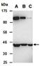 Septin 2 antibody, orb67228, Biorbyt, Western Blot image 
