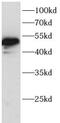 Lymphoid Enhancer Binding Factor 1 antibody, FNab10763, FineTest, Western Blot image 