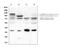 Glucosidase Alpha, Acid antibody, A01548, Boster Biological Technology, Western Blot image 