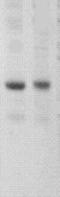 Suppressor Of Cytokine Signaling 3 antibody, TA354508, Origene, Western Blot image 
