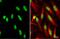 Neuraminidase antibody, GTX636805, GeneTex, Immunofluorescence image 