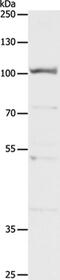 Chloride Channel Accessory 4 antibody, PA5-50209, Invitrogen Antibodies, Western Blot image 