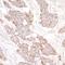 Rap guanine nucleotide exchange factor 2 antibody, NBP1-06549, Novus Biologicals, Immunohistochemistry paraffin image 