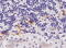 Pancreas Associated Transcription Factor 1a antibody, 46-247, ProSci, Western Blot image 