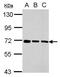 Transmembrane Protein 259 antibody, PA5-31230, Invitrogen Antibodies, Western Blot image 