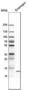 Cystatin A antibody, HPA001031, Atlas Antibodies, Western Blot image 