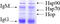 Heat shock protein HSP 90-beta antibody, TA326370, Origene, Immunoprecipitation image 