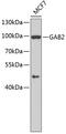 GRB2-associated-binding protein 2 antibody, 13-221, ProSci, Western Blot image 