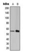 Forkhead Box C1 antibody, orb224169, Biorbyt, Western Blot image 