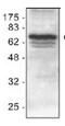 Baculoviral IAP Repeat Containing 2 antibody, PA1-26459, Invitrogen Antibodies, Western Blot image 