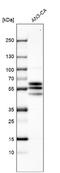 Nucleobindin 1 antibody, NBP1-88217, Novus Biologicals, Western Blot image 