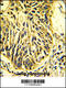 Protein C Receptor antibody, 61-578, ProSci, Immunohistochemistry paraffin image 