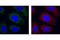 Diablo IAP-Binding Mitochondrial Protein antibody, 2954S, Cell Signaling Technology, Immunofluorescence image 